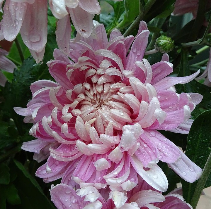 Chrysanthemum