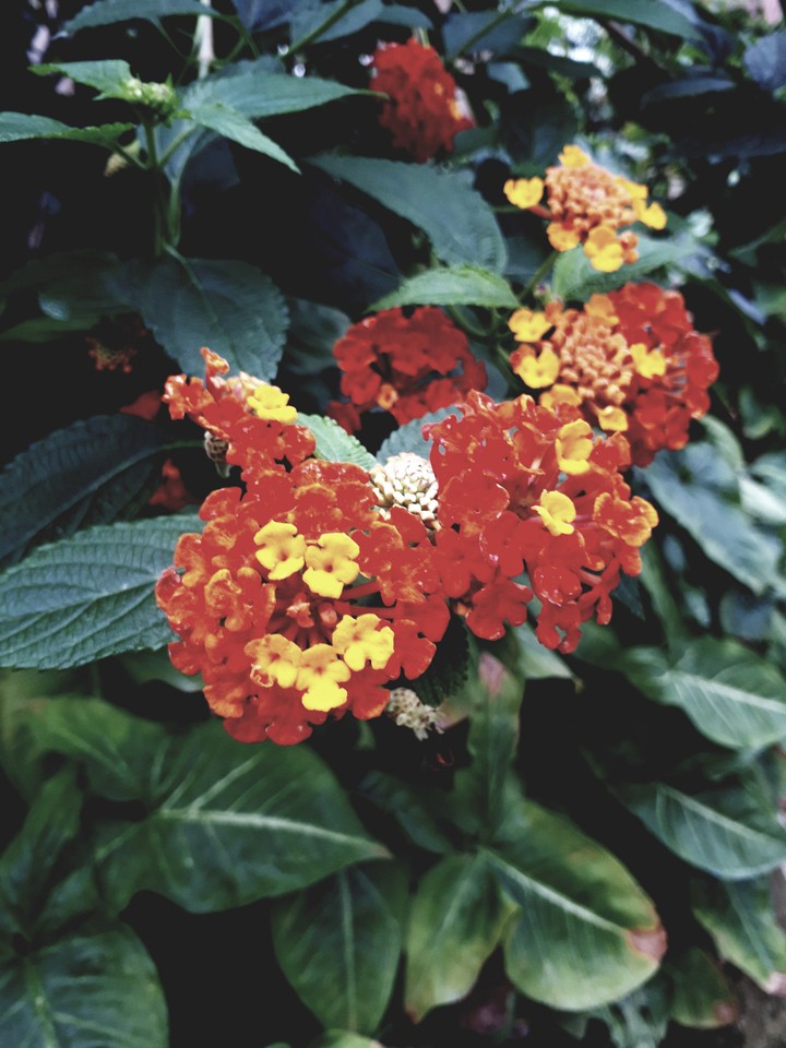 花
