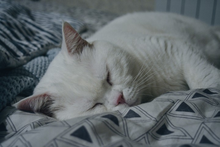 cat