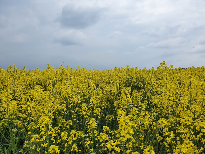 Rapeseed field