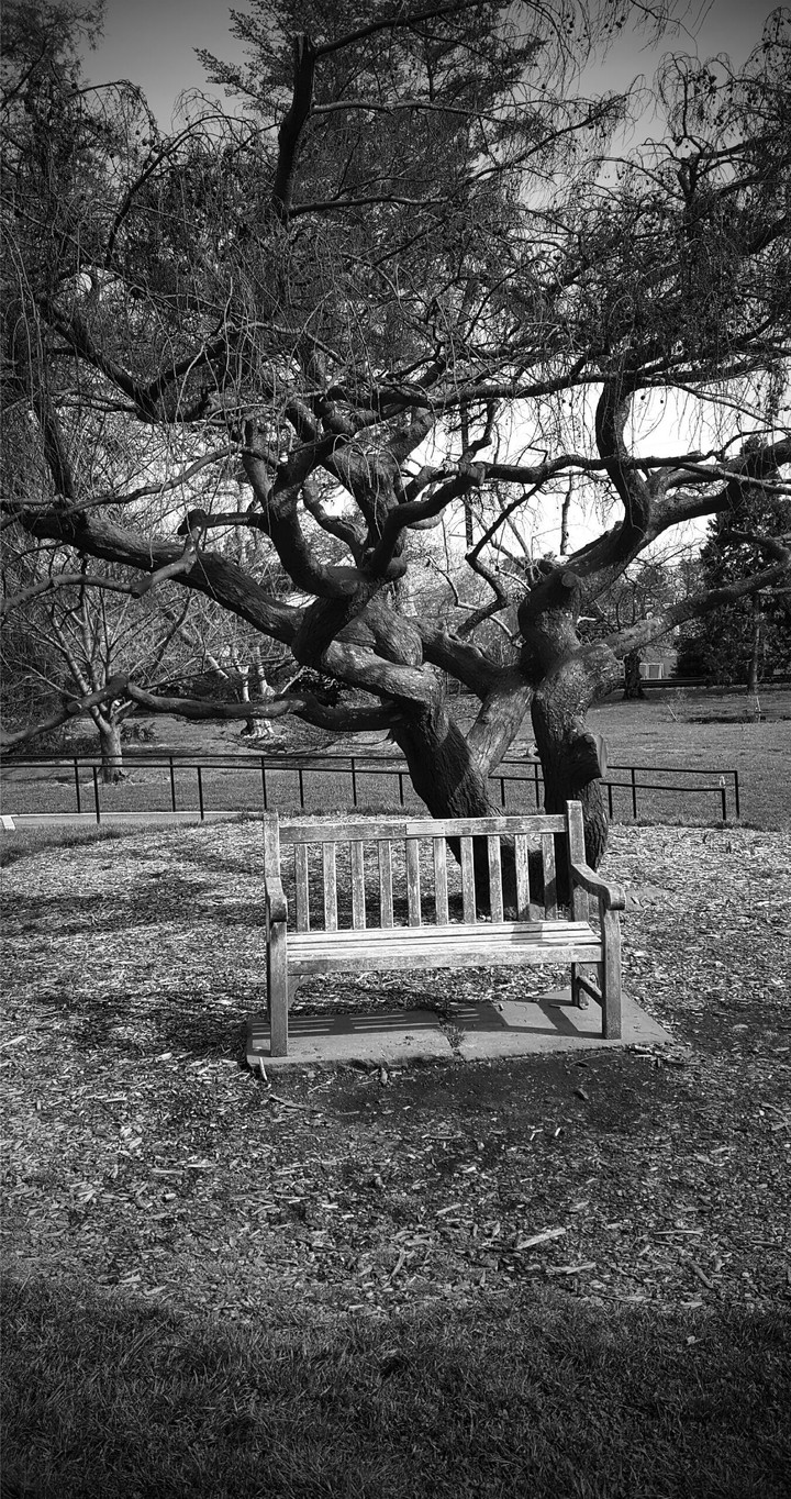 Bench and tree