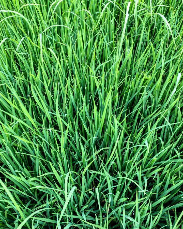 Grass