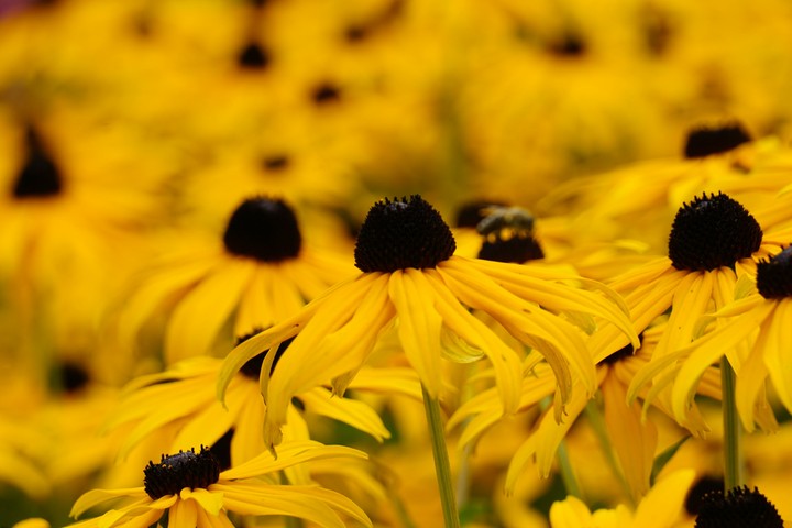 yellow sea