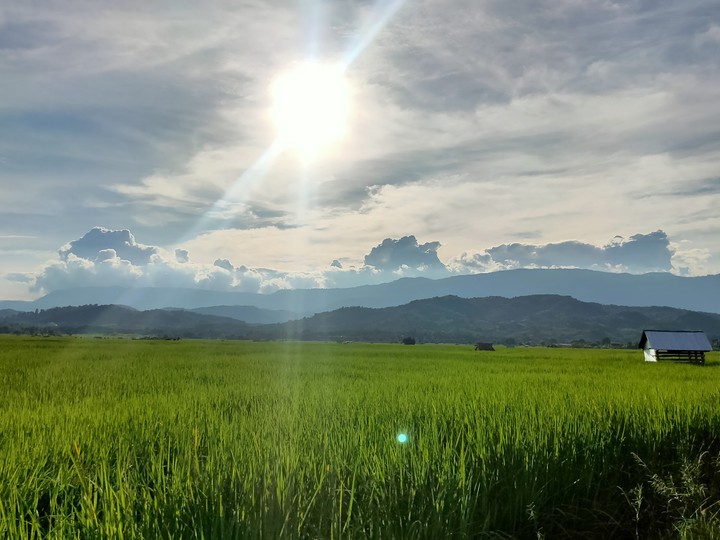 Rice plant during the day