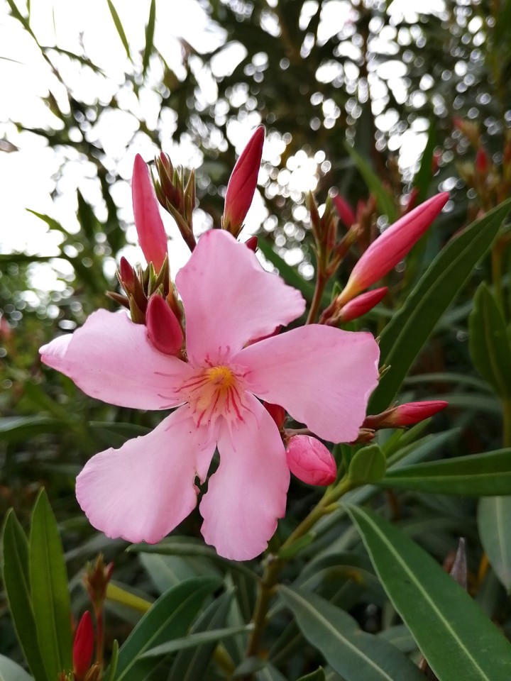 #Nerium oleander