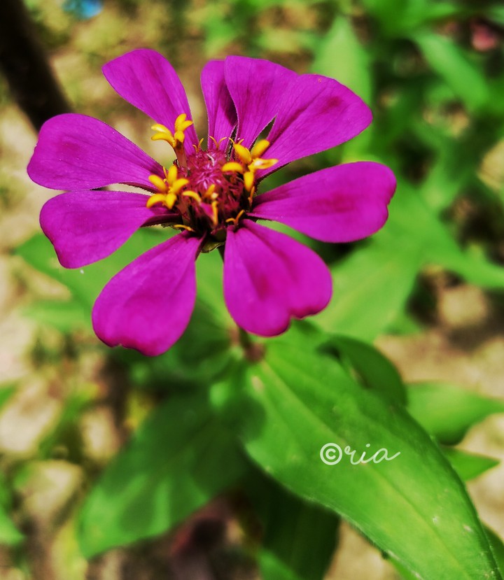Zinnia....The Daisy Family..