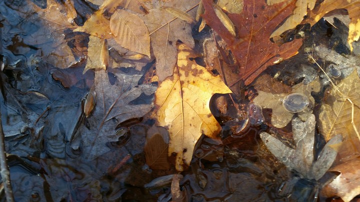 Leaves Trapped Under Ice