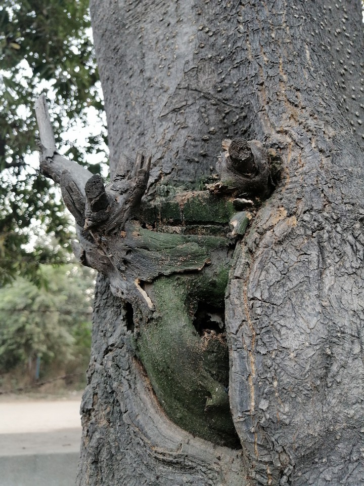 tree