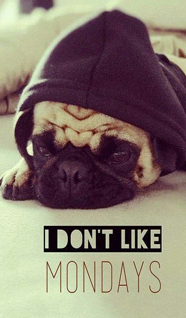 Pug Doesn' t Like Mondays