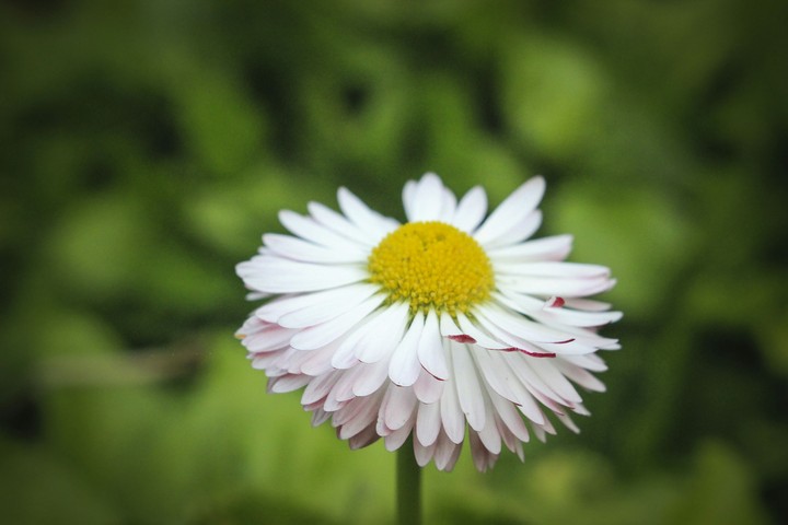 лав