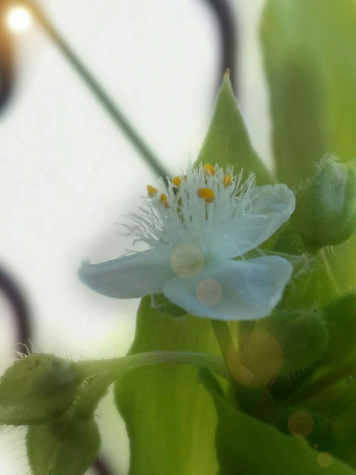 La Nature[Plantes]