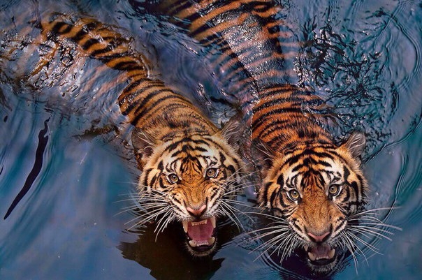 Tigers