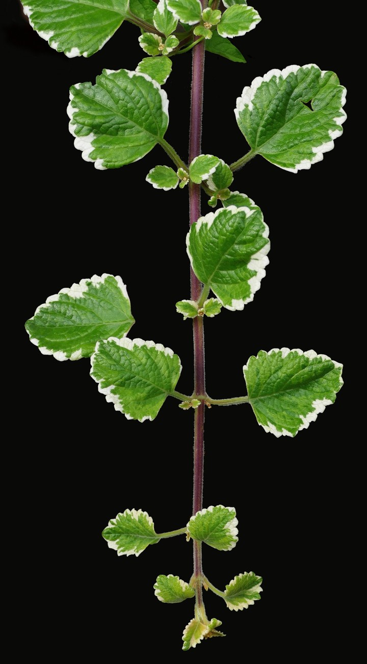 Beautiful Vine