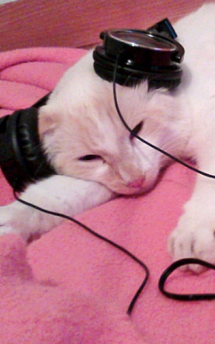 Cat music