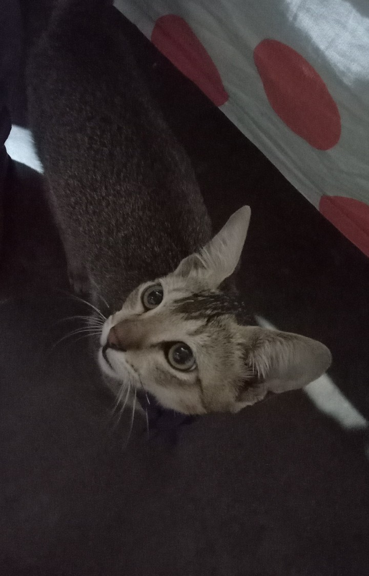 cute cat