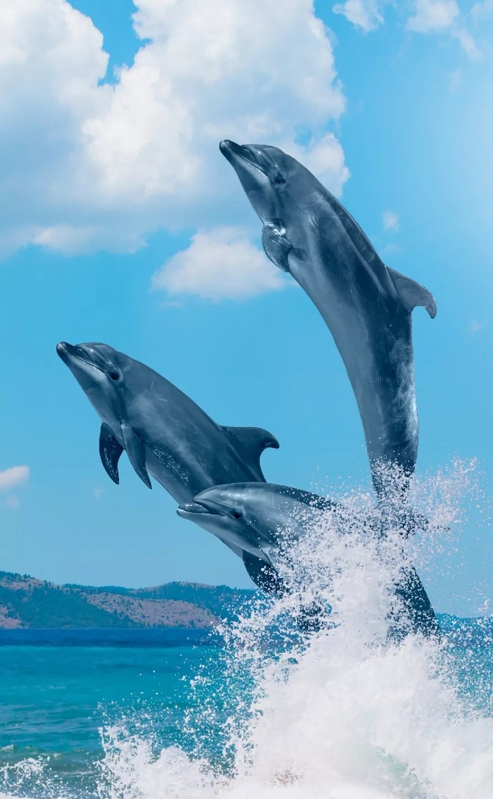 Dolphins