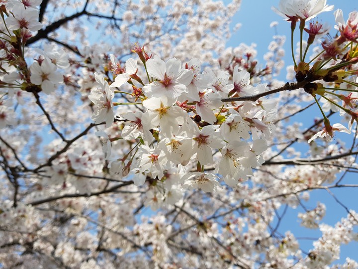 cherry blossoms in Korea