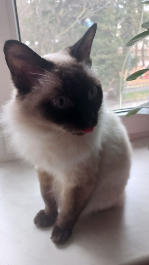 Смешная кошка