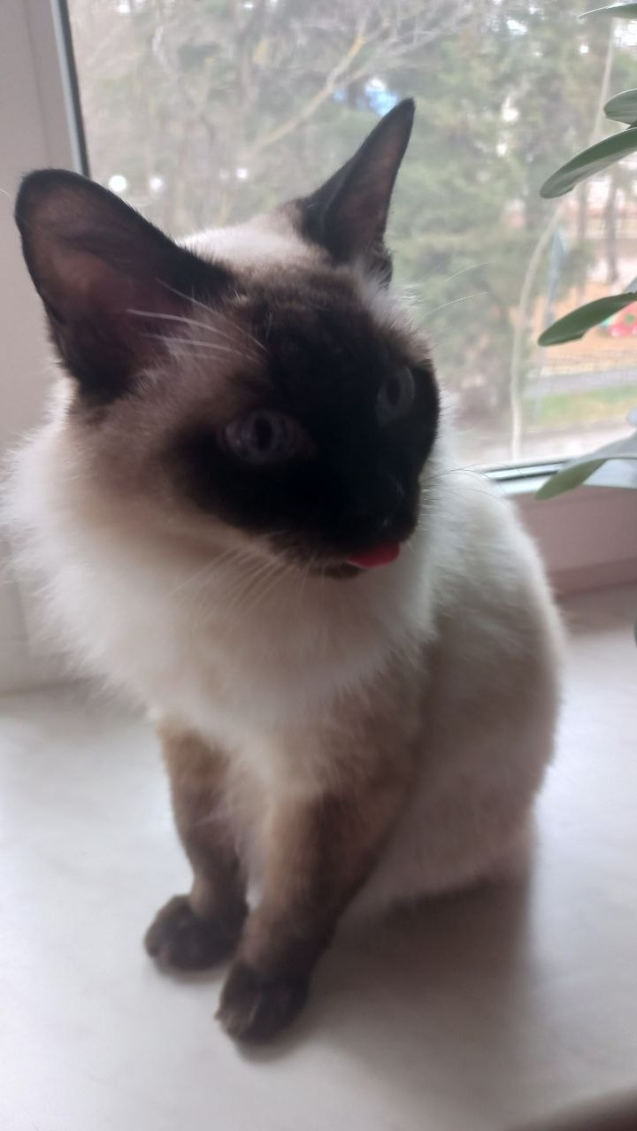 Смешная кошка