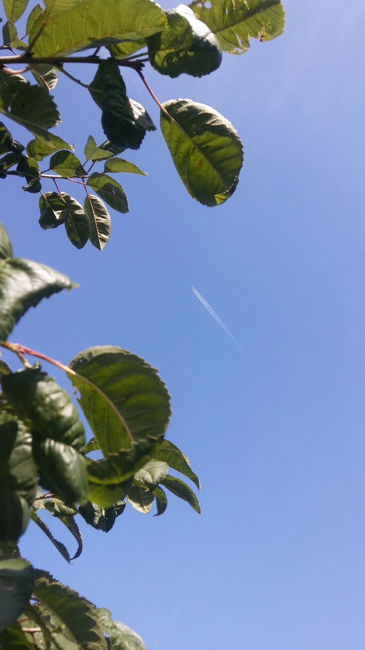 Airplane
