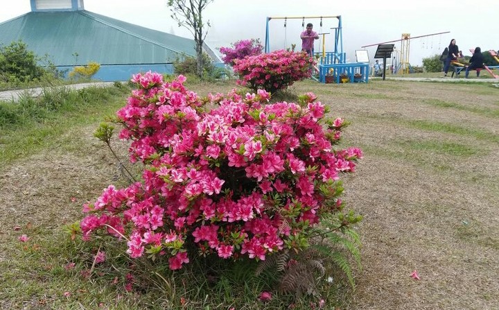 nature