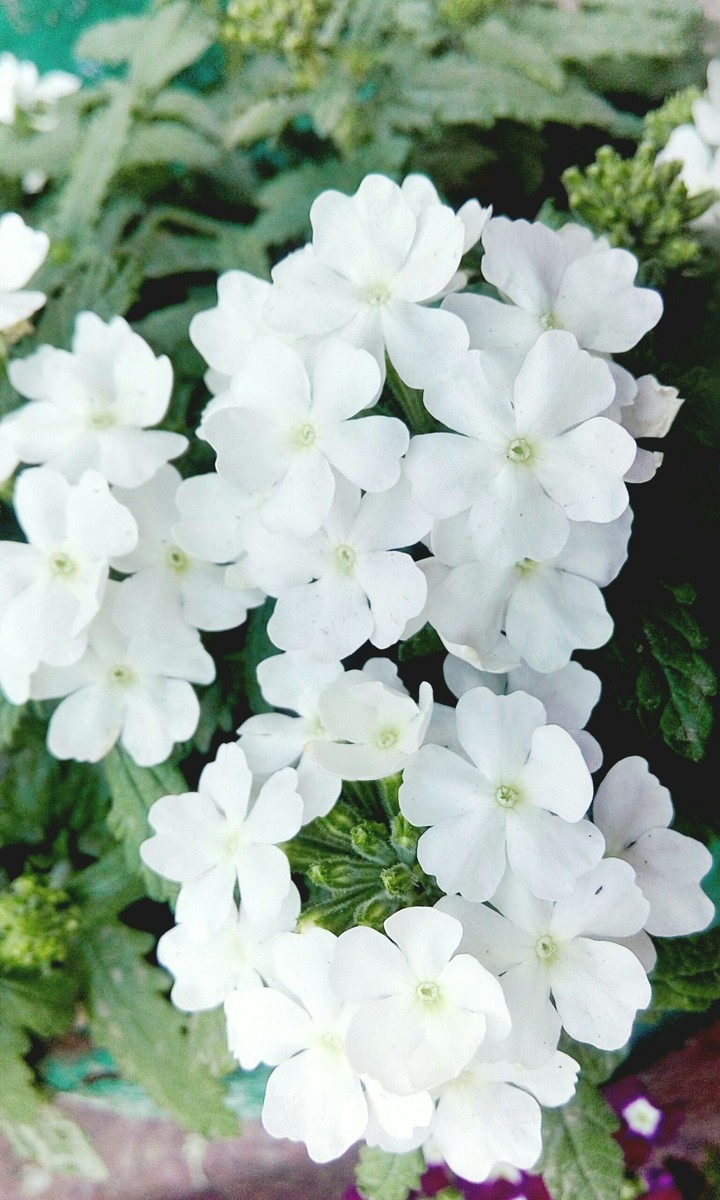 flower.