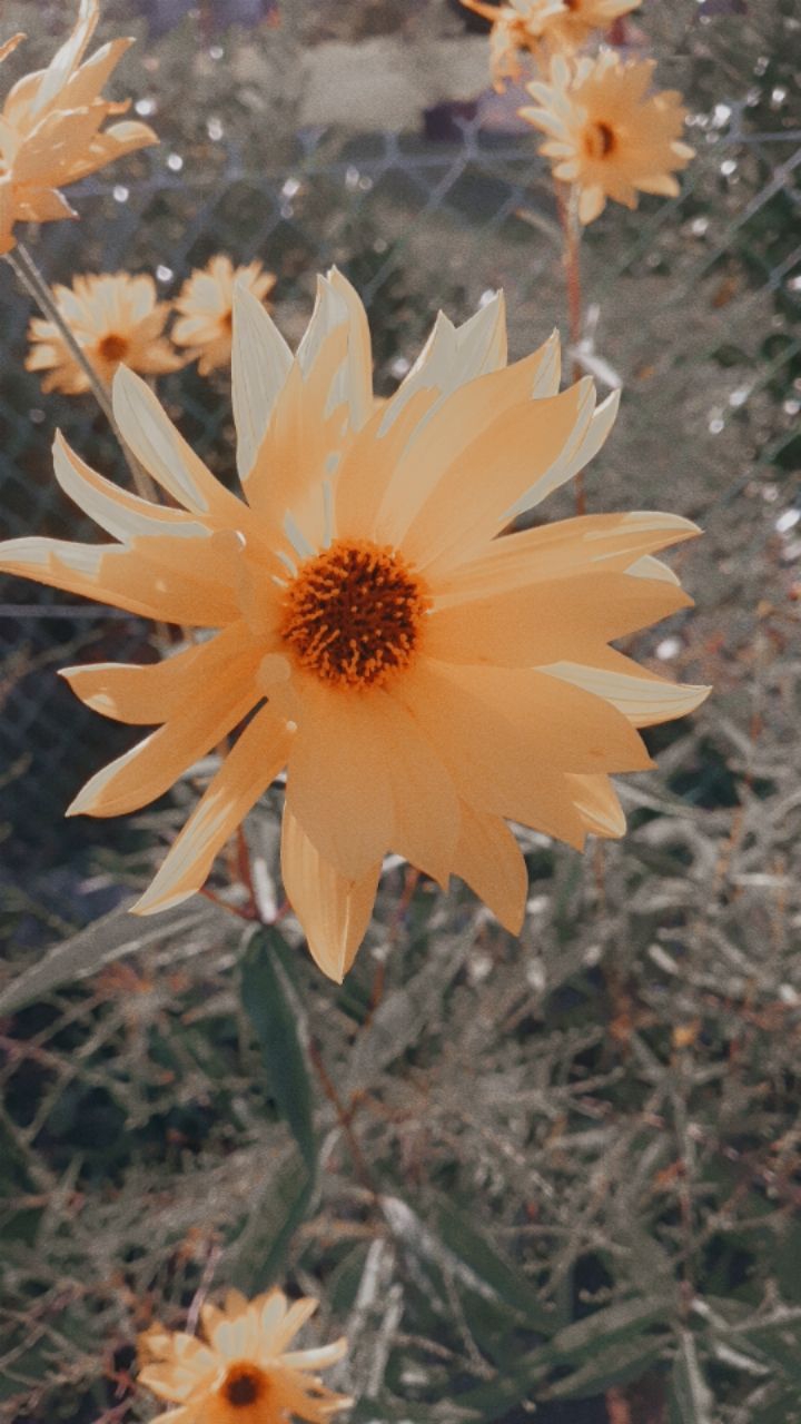 Fleur jaune