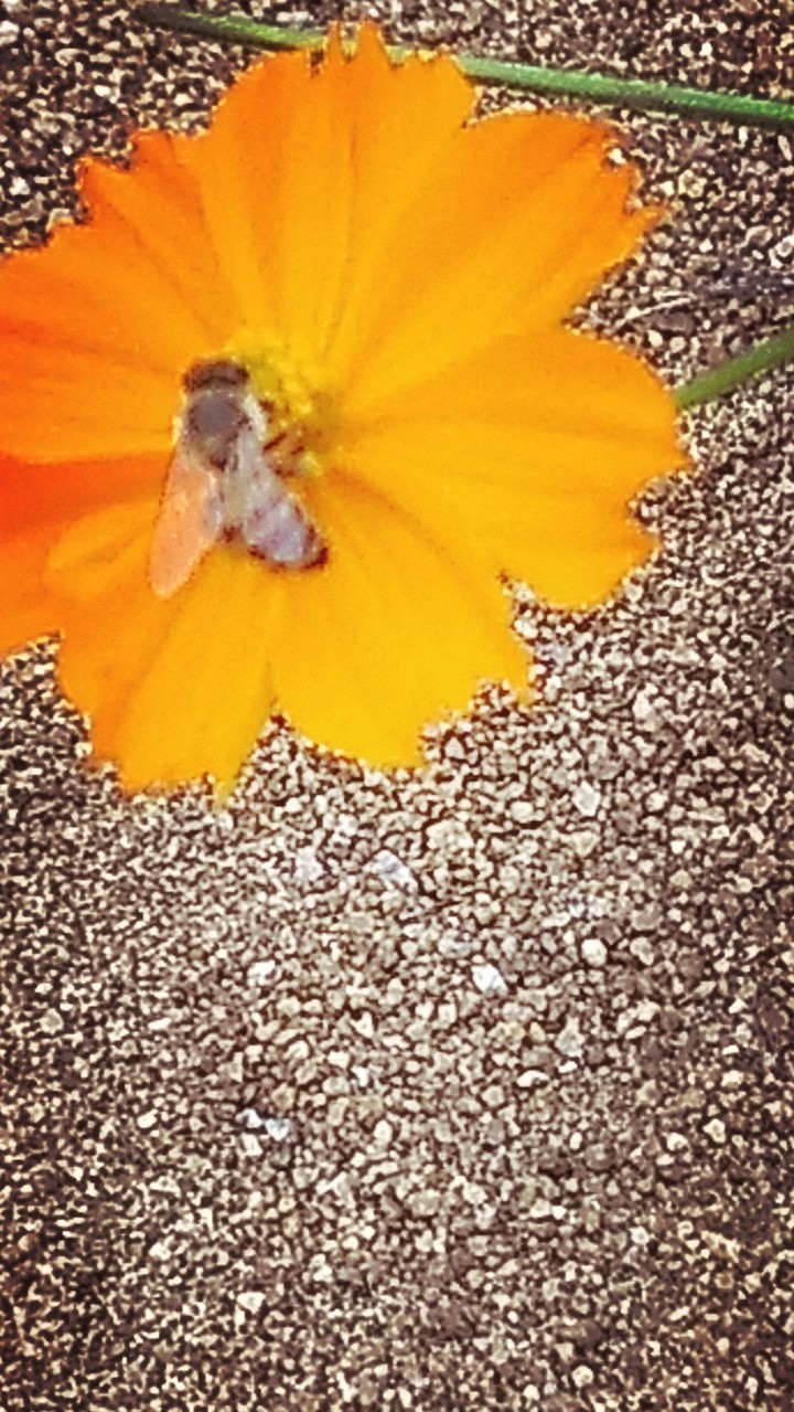 Natural Nutureza abelha e a flor.
