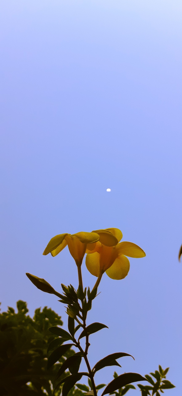 flowers in sky