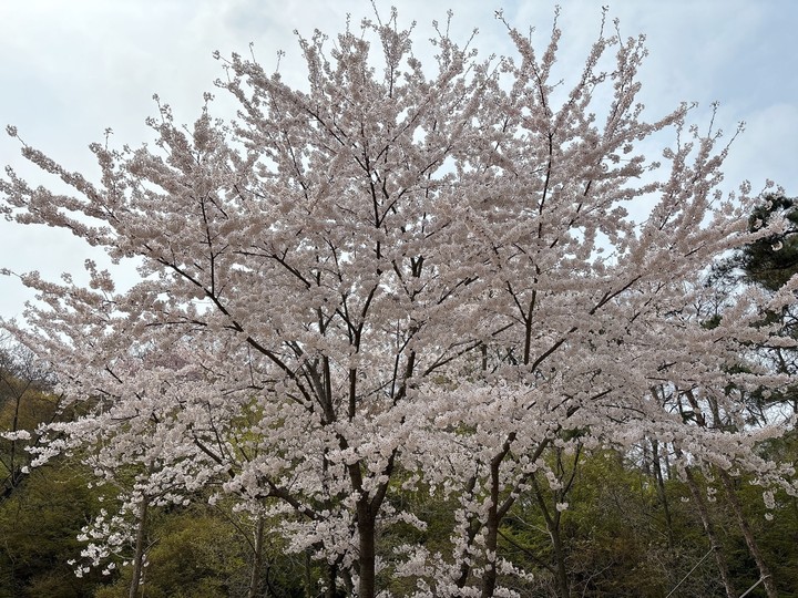 cherry blossoms