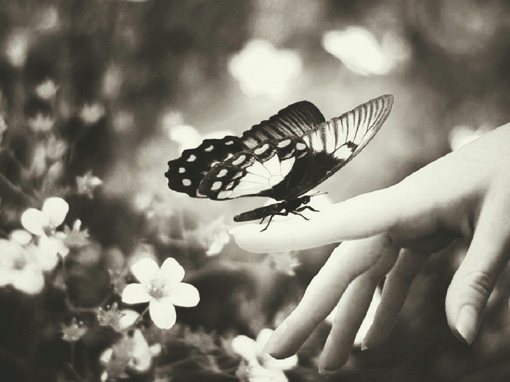 Everyone would like a butterfly