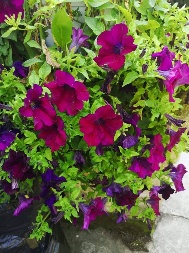 Petunia