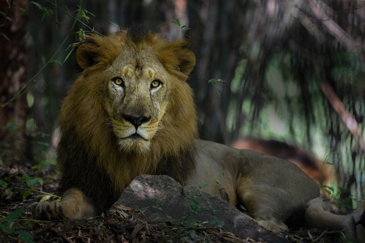 Animal