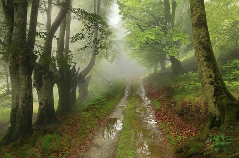 branch, mist वॉलपेपर