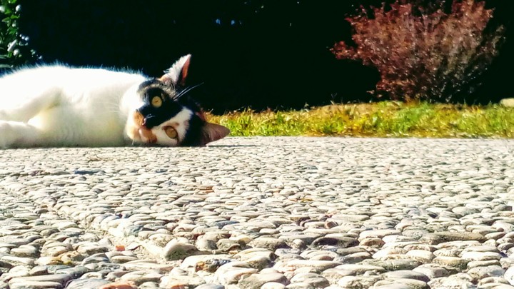 my cat in the garden