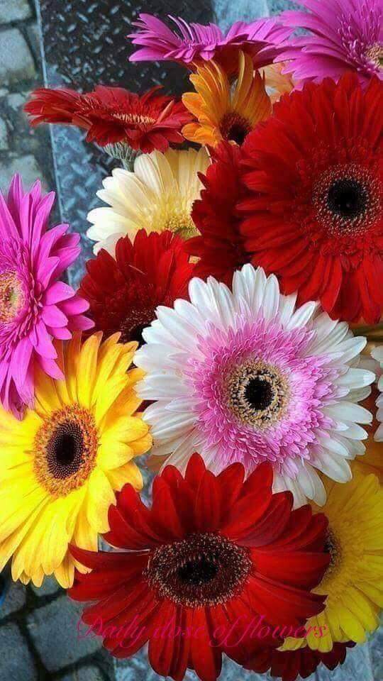 flowers