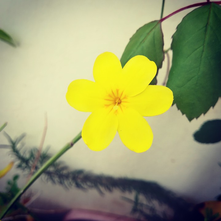 Yellow rose