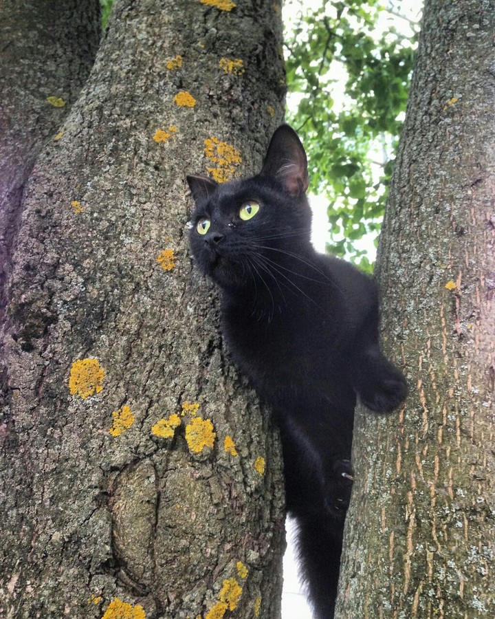 кошка