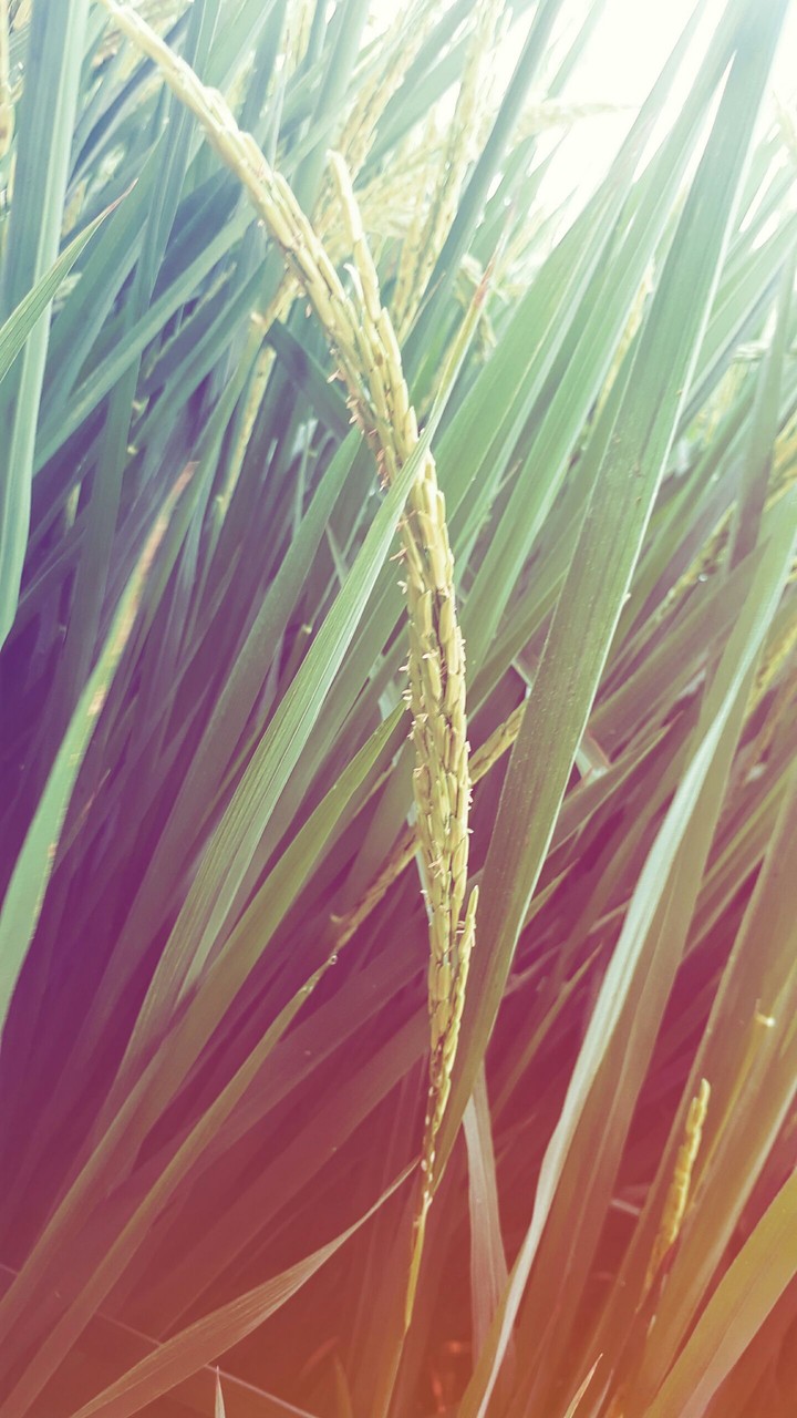 (Fields