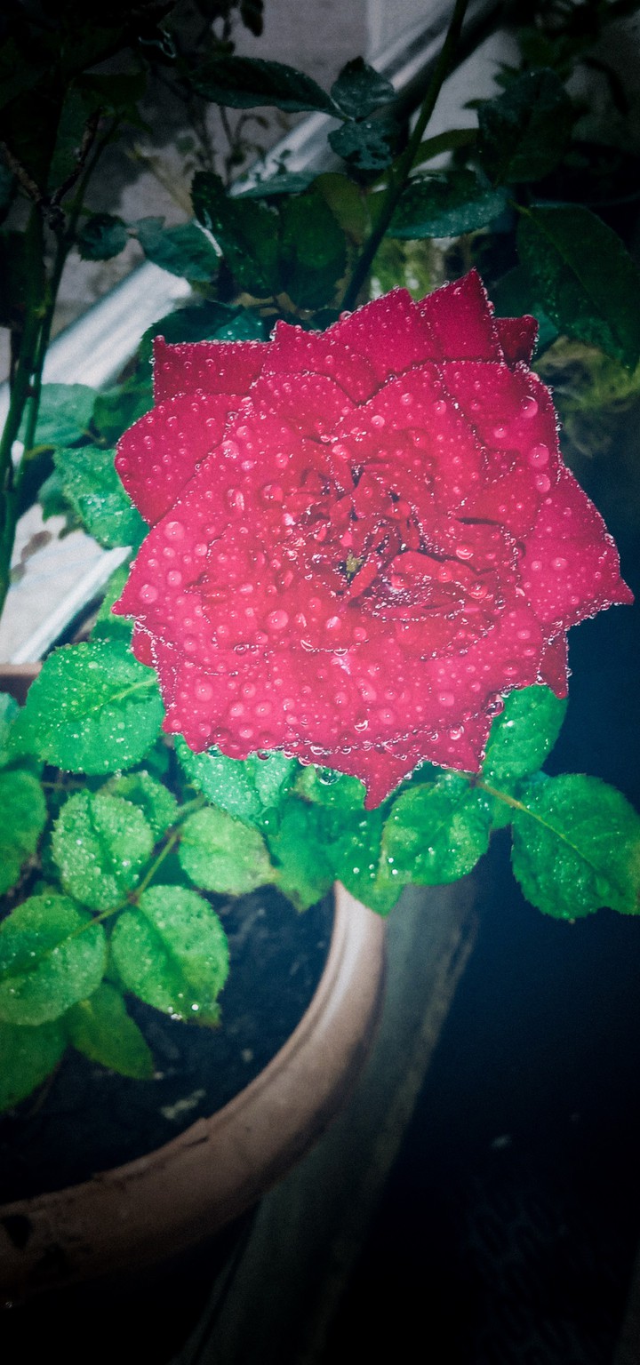 rose