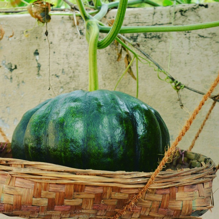 Pumpkin