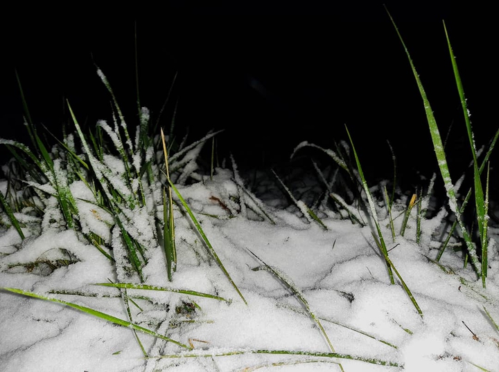 Grass under the  snow