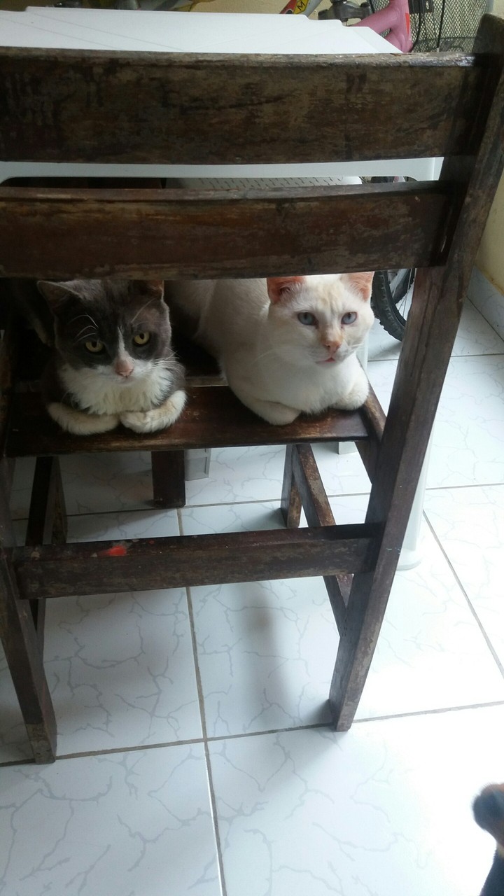 Meus gatos
