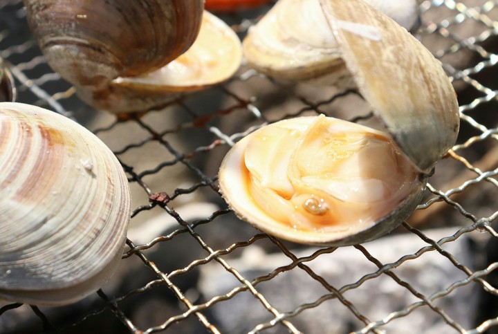 ハマグリ hard clam