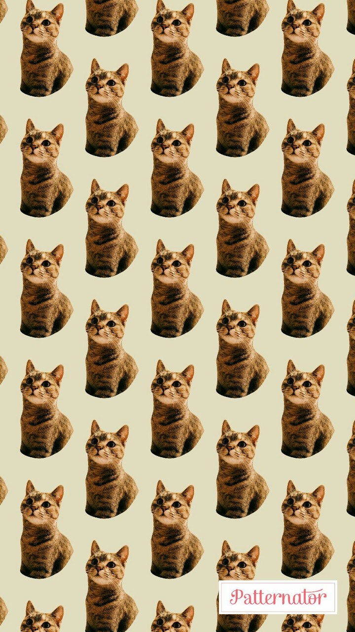 Cat pattern