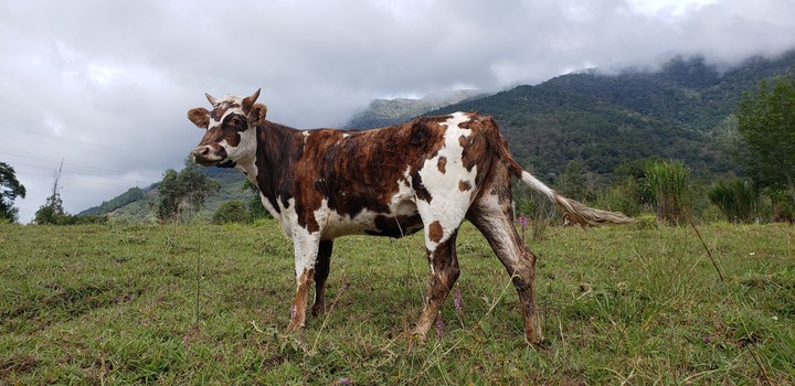 vaca lola