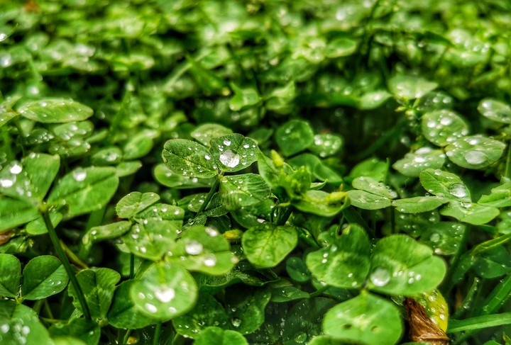 clovers