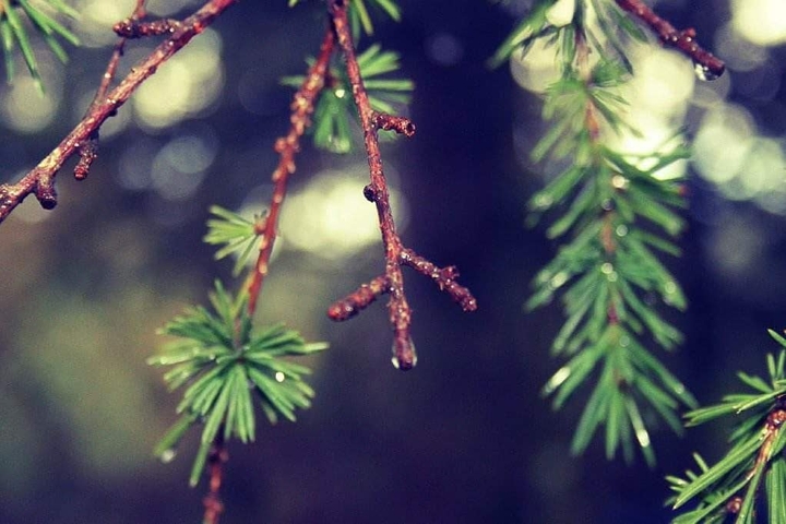 Dew Drops