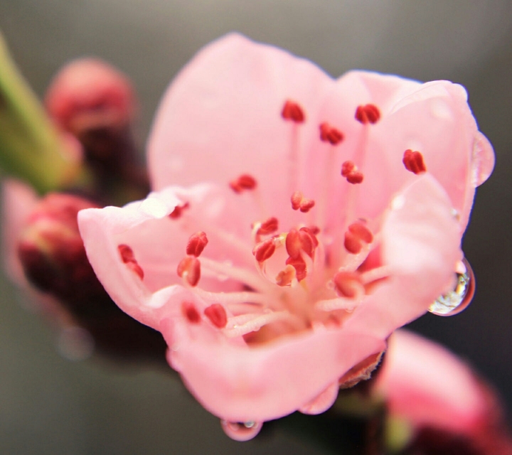 pink flower