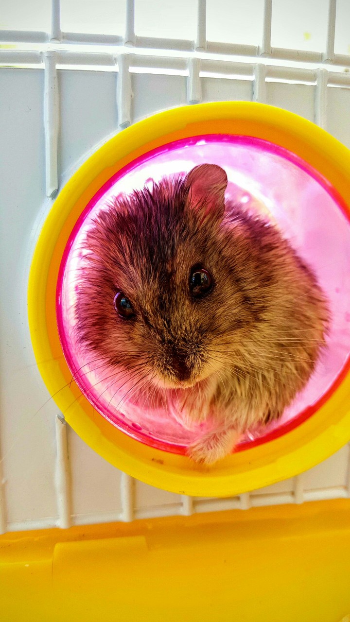 Hamster
